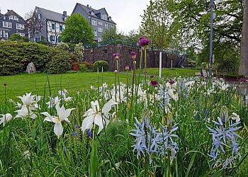 Frühlingsblüher im ältesten Teil des Kurparks am nördlichen Wiehlufer Frühlingsblüher im ältesten Teil des Kurparks am nördlichen Wiehlufer