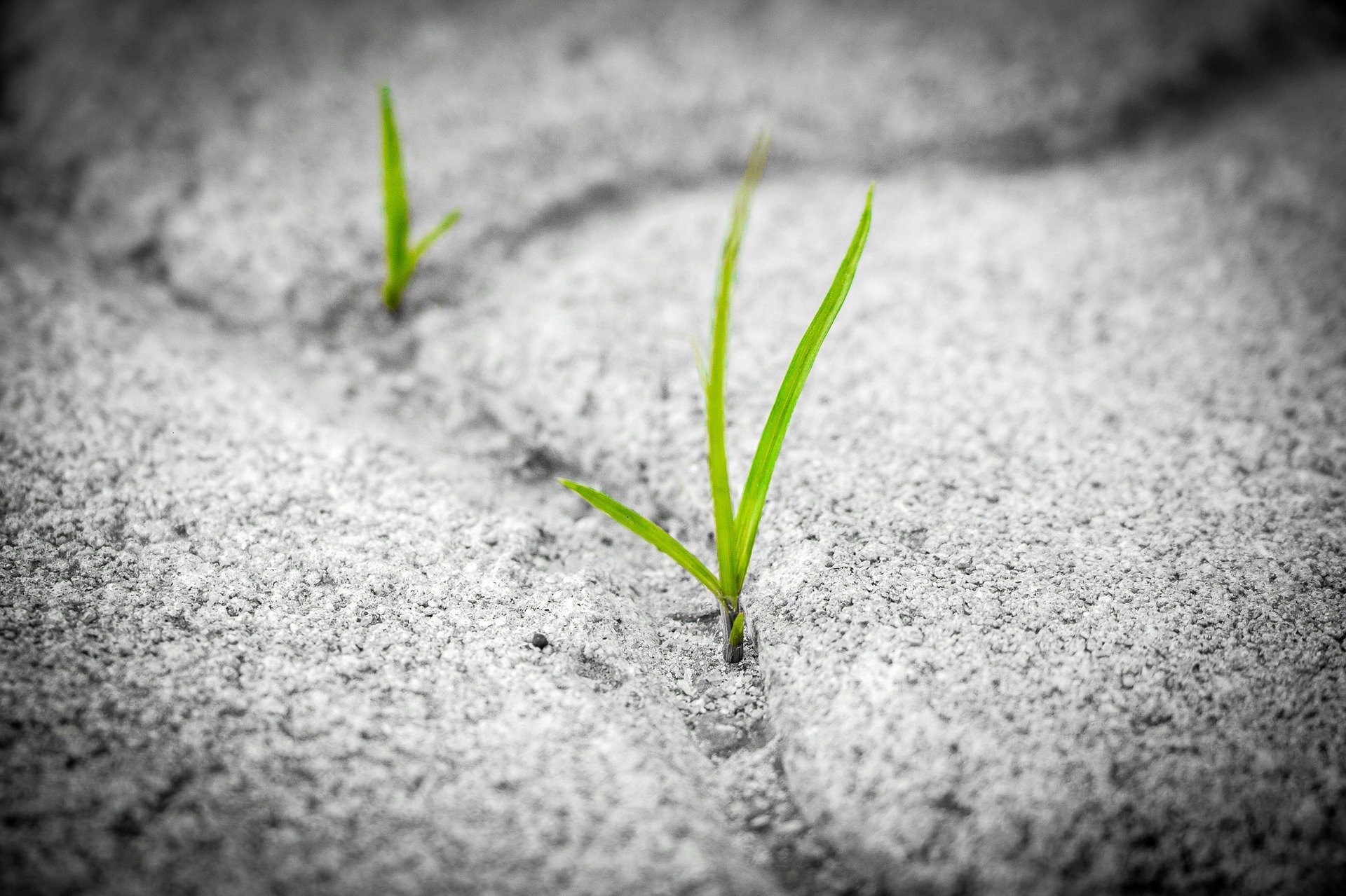 Mit einem neuen Förderprogramm möchte die Stadt Wiehl die Entsiegelung von Vorgärten unterstützen. Symbolfoto: pixabay