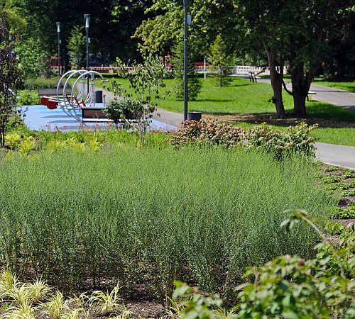 Eine vielfältige Mischung aus Bäumen, Sträuchern und Stauden zeichnet den alten Kurpark nun aus. Eine vielfältige Mischung aus Bäumen, Sträuchern und Stauden zeichnet den alten Kurpark nun aus.